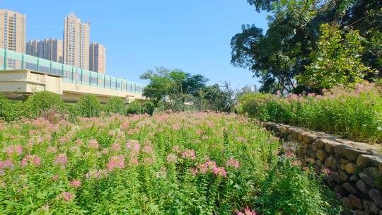 田间小路 花园 公园 花坛 醉蝶花