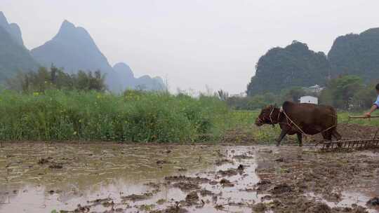 农民牵牛耕地的春耕景象