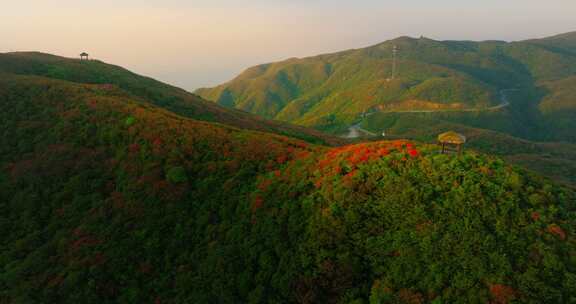 长沙浏阳大围山森林公园杜鹃花海航拍