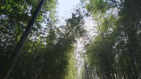 仰拍阳光竹林