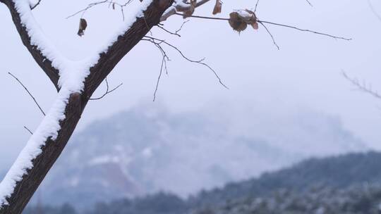 雪后景色