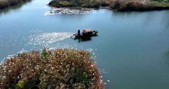 中国杭州西溪湿地秋芦飞雪坐摇橹船赏芦花