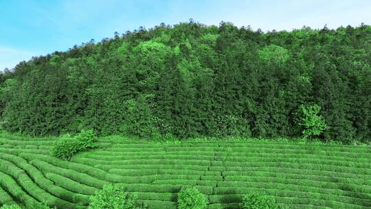 晴天茶园茶海茶山航拍