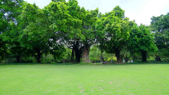 树林 森林 草坪 草地 绿地 榕树