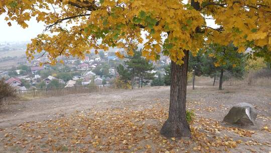 有秋叶的树