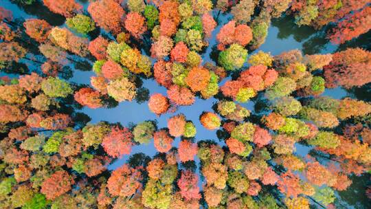 南京池杉湖国家森林公园 水杉树视频素材模板下载