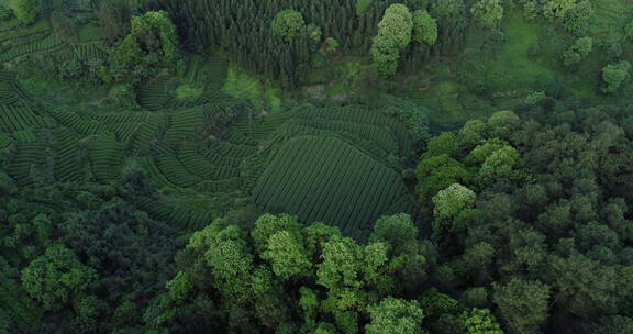 四川雅安绿茶园航拍风景