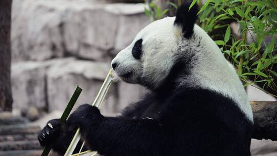 熊猫熊吃树叶大熊猫吃树叶可爱国宝森林草地