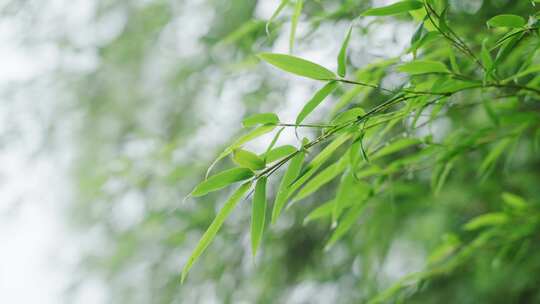 竹林竹叶禅意下雨天唯美空镜