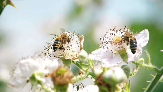 采花粉的蜜蜂