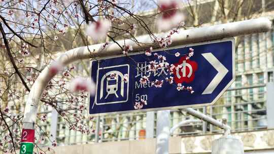 春天城市交通标志牌旁的杏花开放