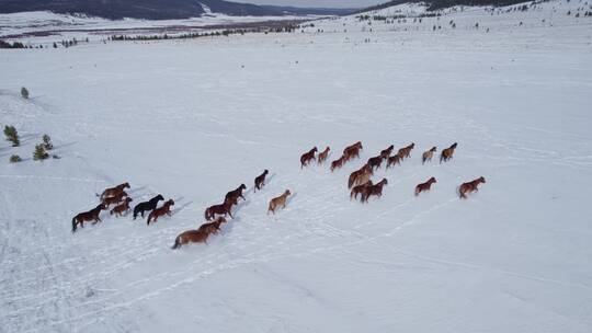 寒冬刨雪觅食的马群
