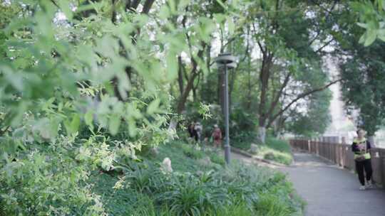 花木花草风景树林蓝天白云视频素材模板下载