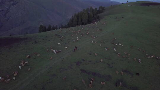新疆伊犁牧场 牧羊人骑马从羊群中穿过