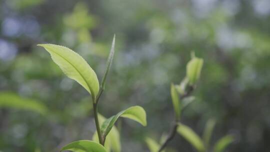 高山古树茶  勐海古树茶  西双版纳 勐海 茶