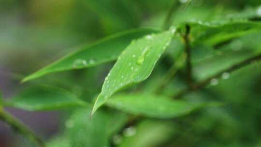 雨中竹叶  水滴