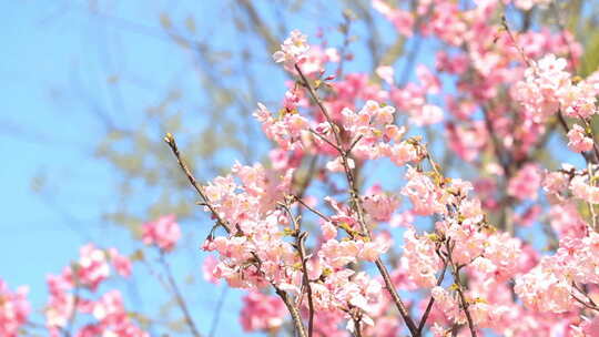 春日樱花