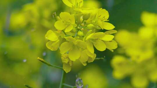 春雨雷动，油菜花舞