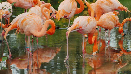 池塘里的粉红色火烈鸟