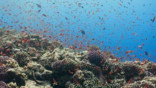 珊瑚、珊瑚礁、鱼类、海洋生物