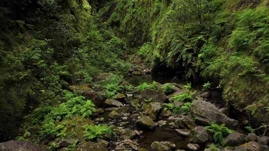 航拍森林瀑布小溪河流高山大海马德拉群岛
