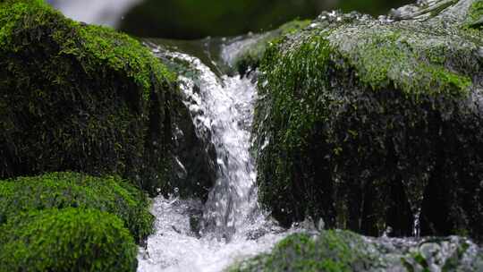 湖北恩施小溪河源头活水流淌青苔满地