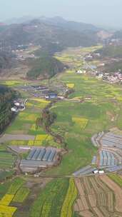 竖版航拍南方美丽乡村田园油菜花种植