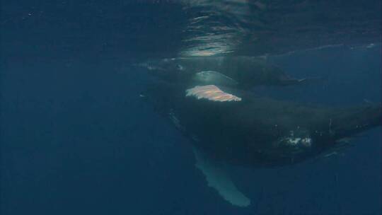 鲸鱼在水面游泳的水下镜头视频素材模板下载