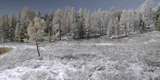 湖，森林，雪，冷杉树