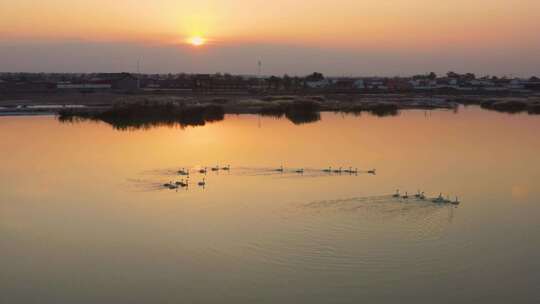 夕阳下湖面中的天鹅视频素材模板下载