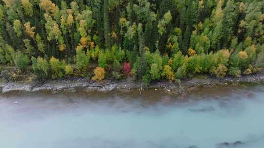 航拍新疆喀纳斯秋景