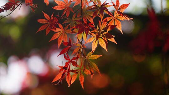 秋天红色的枫树叶视频素材模板下载