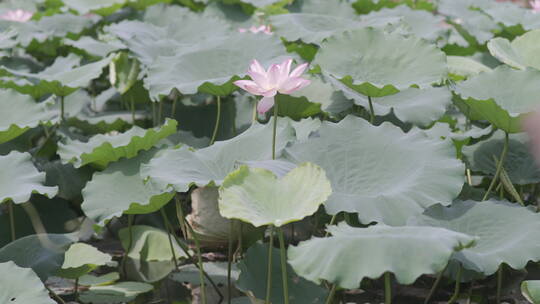 HDR生态系列-广州花都西华村13