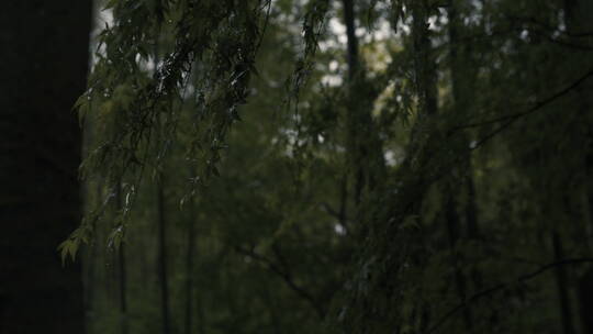 唯美意境 雨水 东方美学庭院 江南水墨