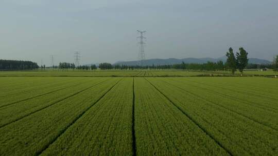 航拍广阔的小麦地 新农村 乡村振兴