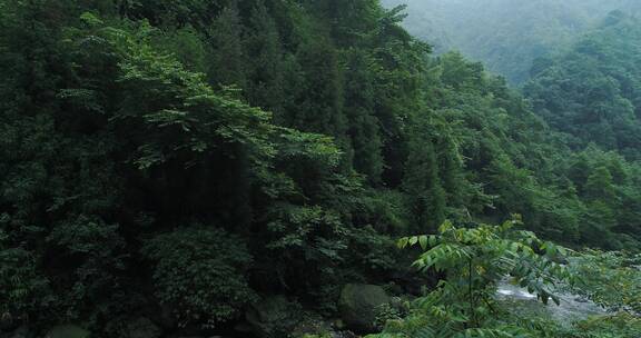 夏季峨眉山后山大沟溪水清凉