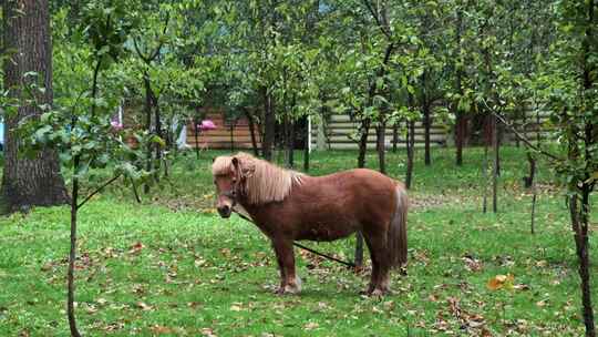 绿色花园里一匹棕色的小马