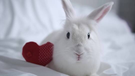 兔年实拍可爱的兔子生肖