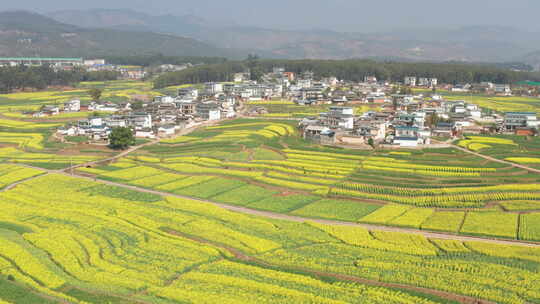 航拍丙麻乡油菜花乡镇田园风光