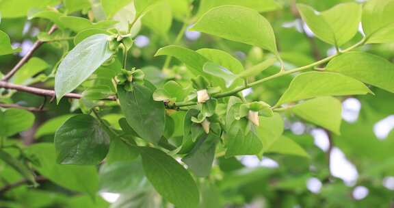 生机勃勃的柿子树嫩叶柿子花