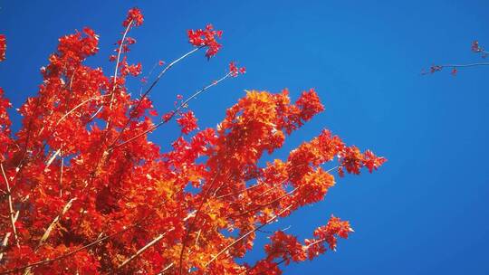 实拍 秋天 蓝天 红色 枫叶 植物