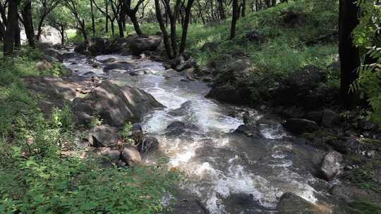 森林中 山泉小溪水