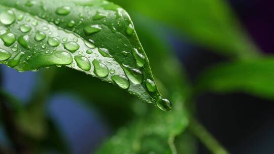 斜风细雨中腊梅树嫩叶上水珠水滴唯美视频