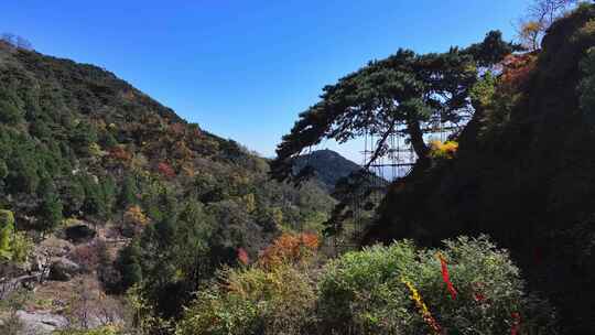 泰山迎客松