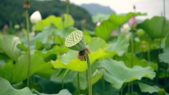 220618夏天荷花A02148295视频素材模板下载