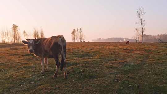 合集 航拍草原上的牛
