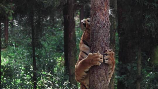动物园老虎视频老虎抱大树蹭痒痒喷尿