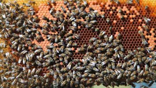 蜂箱 蜜蜂 养蜂人 蜂巢 蜂蜜 蜂场视频素材模板下载