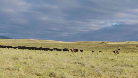 成群的牛羊在草原上奔跑