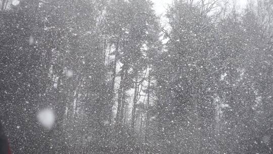 入冬寒冬 暴风雪飘落大自然森林树木草地